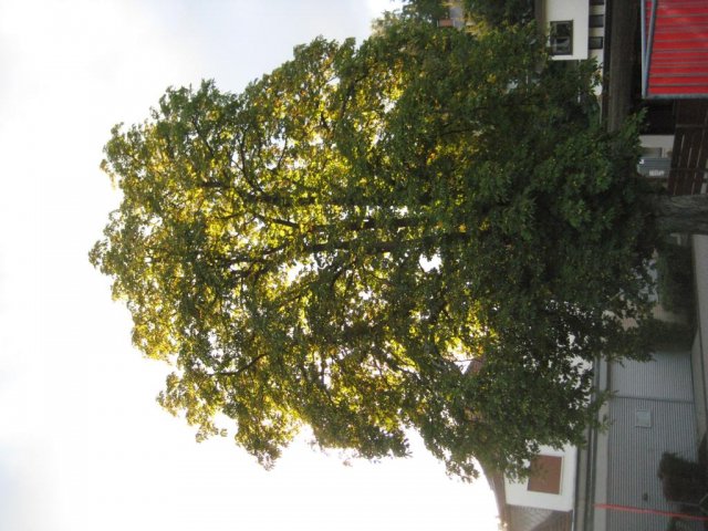 Saisonabschluss 2015